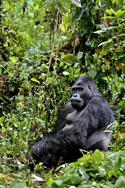 Ohrožené gorila východní — Stock fotografie