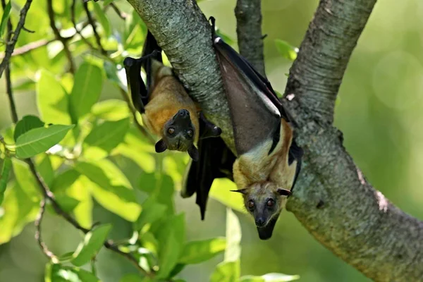 Zorros voladores en un árbol verde — Foto de Stock