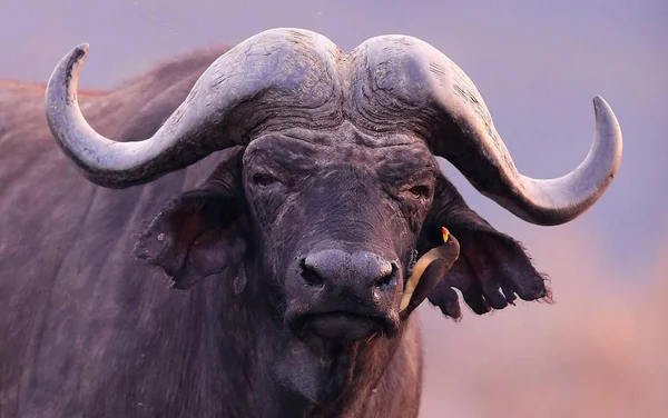 Búfalo en el hábitat natural seco — Foto de Stock