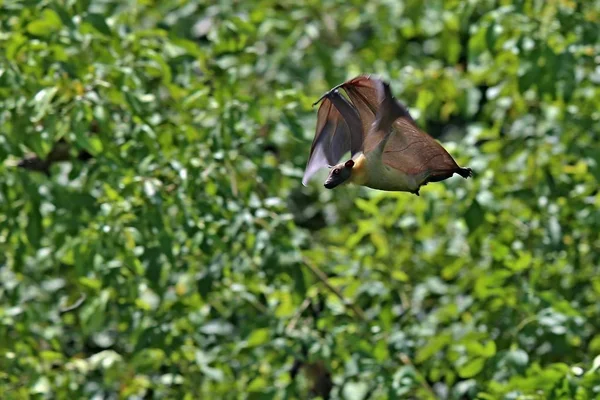 Zorro volador en el hábitat de la naturaleza africana — Foto de Stock