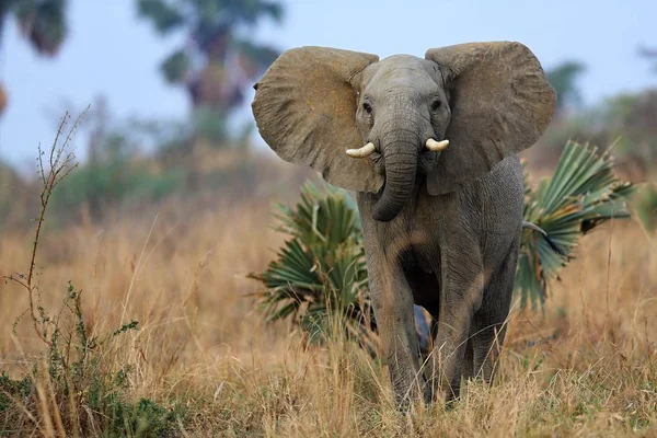 Elephant in the beautiful nature habitat — Stock Photo, Image