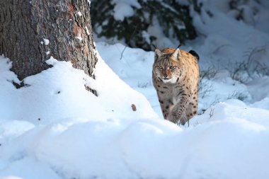 Avrasya lynx Bavyera Milli Parkı 