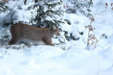 Avrasya lynx Bavyera Milli Parkı 