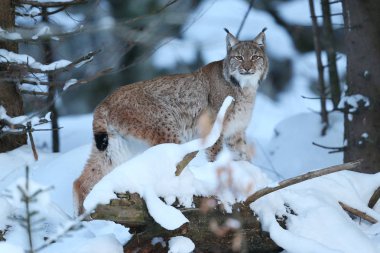 Avrasya lynx Bavyera Milli Parkı 