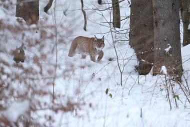 Avrasya lynx Bavyera Milli Parkı 