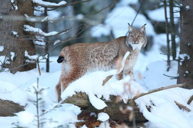 Avrasya lynx Bavyera Milli Parkı 