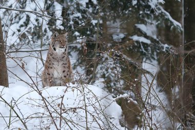 Avrasya lynx Bavyera Milli Parkı 
