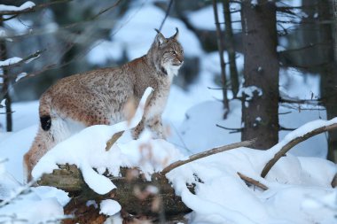 Avrasya lynx Bavyera Milli Parkı 