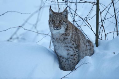 Avrasya lynx Bavyera Milli Parkı 