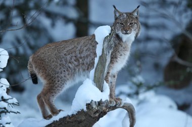 Avrasya lynx Bavyera Milli Parkı 