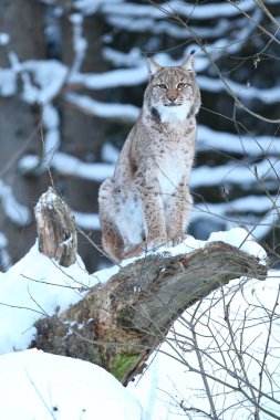 Avrasya lynx Bavyera Milli Parkı 