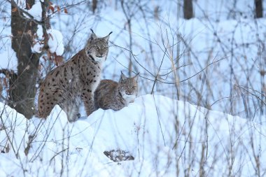 Avrasya lynx Bavyera Milli Parkı