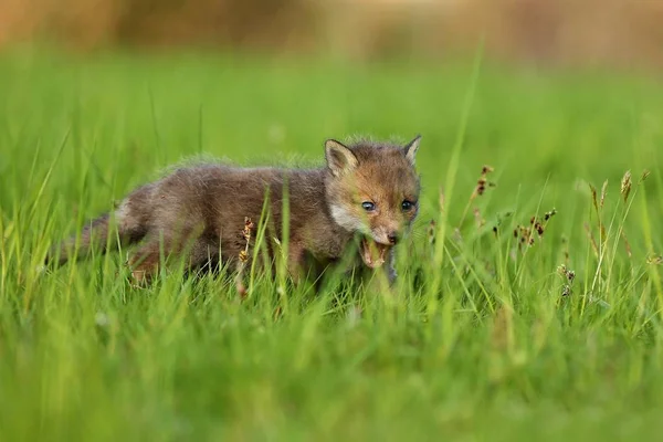 Red fox dítě prochází v trávě — Stock fotografie