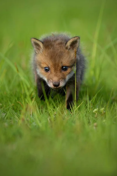 Red fox dítě prochází v trávě — Stock fotografie