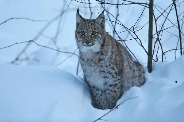 Lynx eurasien dans le parc national bavarois — Photo