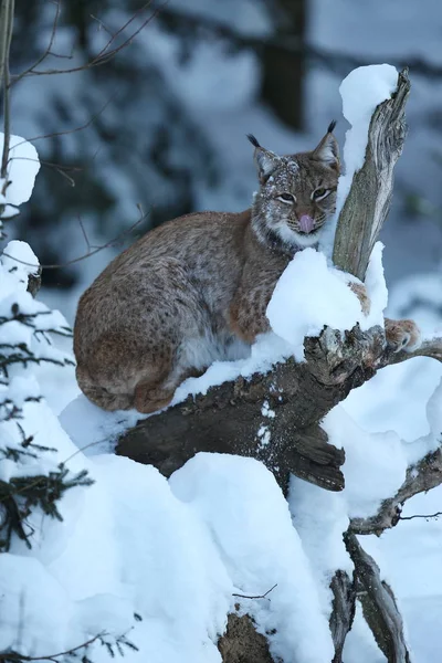 Lince euroasiatica nel parco nazionale bavarese — Foto Stock