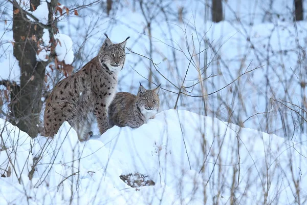 Lince euroasiático en el parque nacional bavariano —  Fotos de Stock