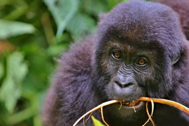 Endangered eastern gorilla  clipart