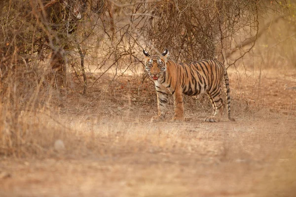 Tigre dans l'habitat naturel — Photo