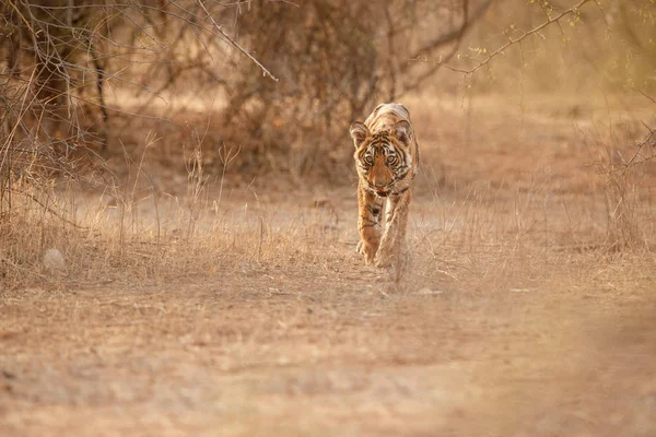 Tiger in natural habitat — Stock Photo, Image