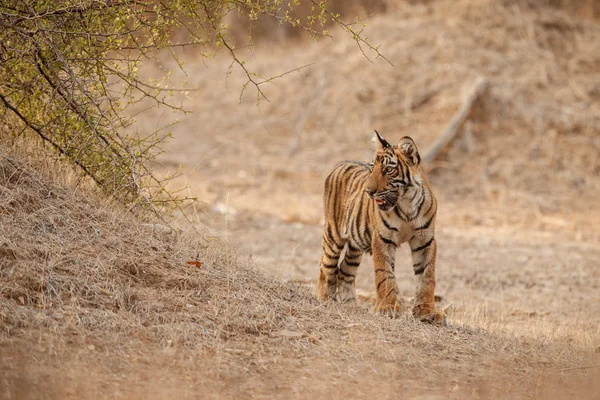 Tijger in natuurlijke habitat — Stockfoto