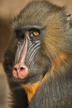 Mandrill'di renkli yüzü