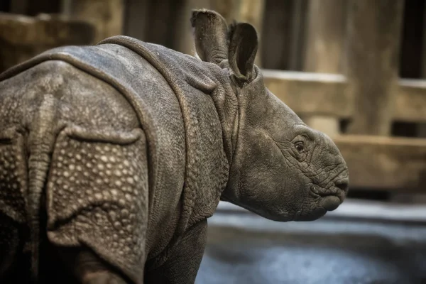 Індійський носоріг теля — стокове фото
