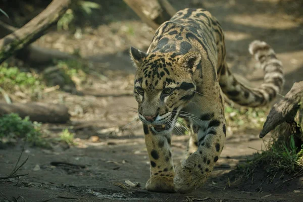 Amerikanisches Jaguarweibchen — Stockfoto