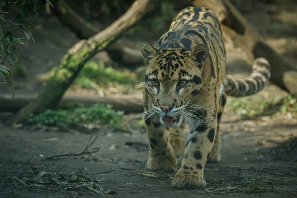 American jaguar female — Stock Photo, Image