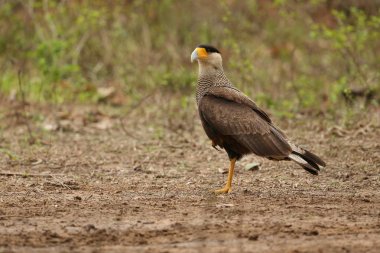 Kuş doğa ortamlarında