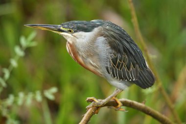 Kuş doğa ortamlarında