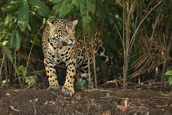 Αμερικανική jaguar θηλυκό — Φωτογραφία Αρχείου