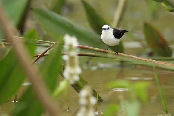 Птах у природному середовищі — стокове фото