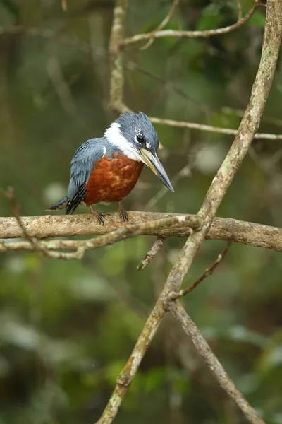 Fuglen i naturmiljøet – stockfoto