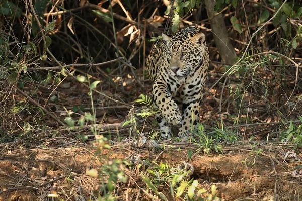 Jaguar américain femelle — Photo