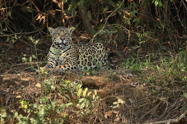 Американський jaguar жінки — стокове фото