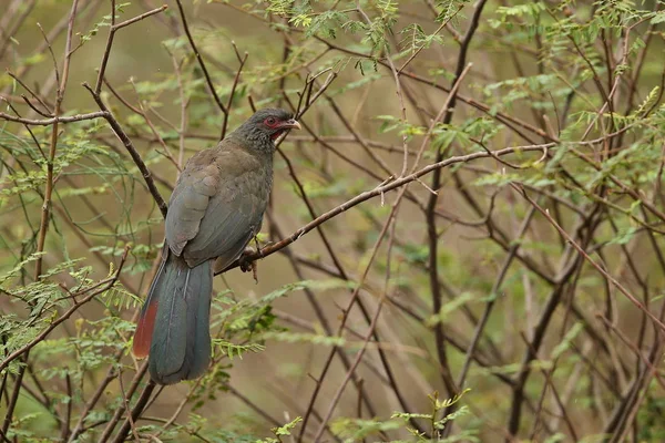 Uccello nell'habitat naturale — Foto Stock