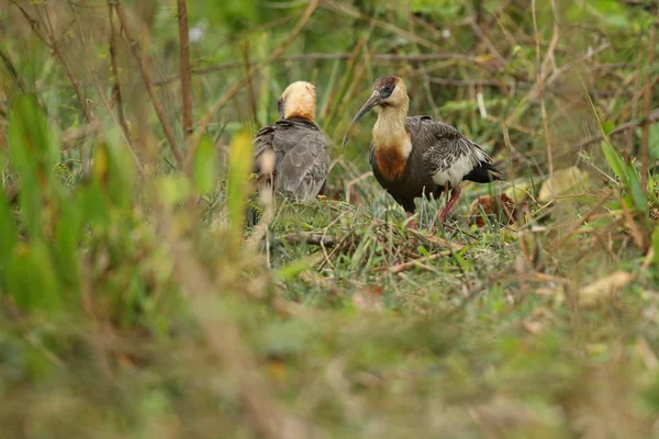 Kuşlar doğa ortamlarında