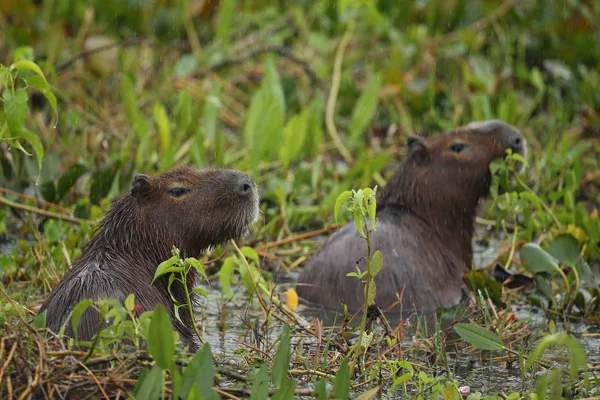 Zwei Wasserschweine im Sumpf — Stockfoto