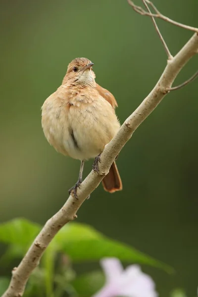 Oiseau dans l'habitat naturel — Photo