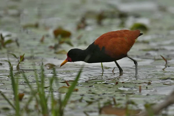 Kuş doğa ortamlarında