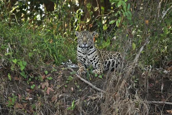 American jaguar female — Stock Photo, Image