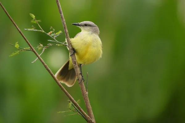 Bird in the nature habitat — Stock Photo, Image