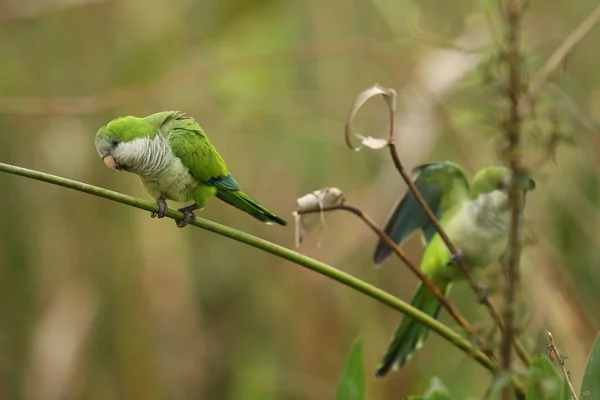 Aves no habitat natural — Fotografia de Stock