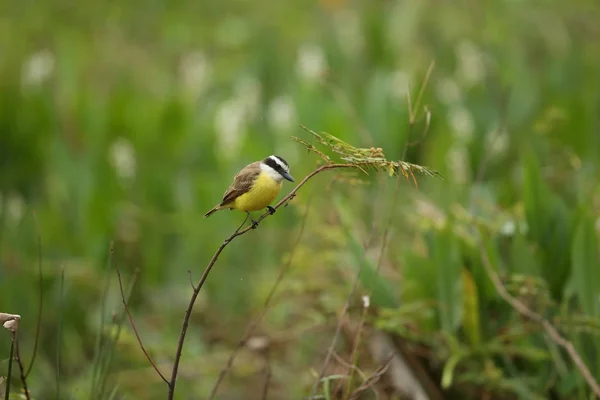 自然の生息地の鳥 — ストック写真