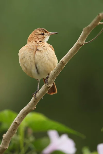 自然の生息地の鳥 — ストック写真