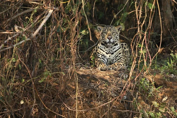 Αμερικανική jaguar θηλυκό — Φωτογραφία Αρχείου