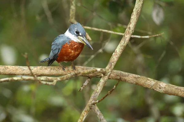 Aves en el hábitat natural —  Fotos de Stock