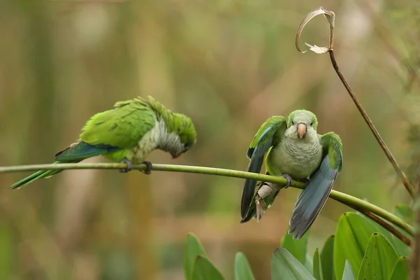 Aves no habitat natural — Fotografia de Stock