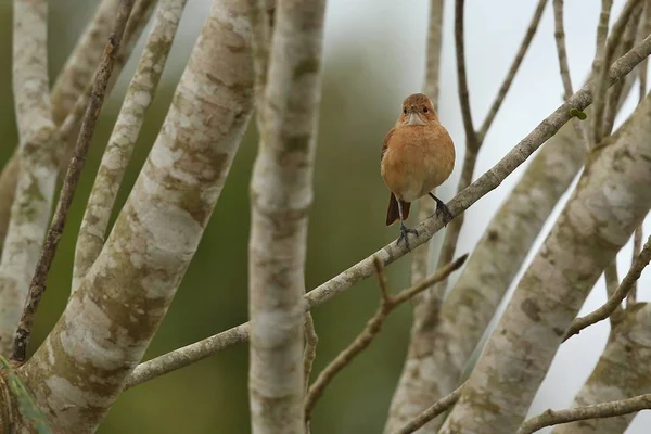 Oiseau dans l'habitat naturel — Photo